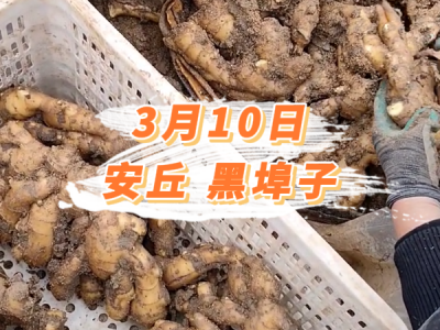 3月10日 安丘黑埠子价格行情 ()