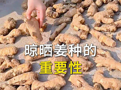 晾晒姜种的重要性 ()