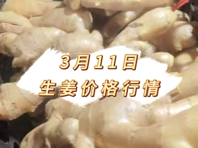 3月11日 生姜价格行情 ()