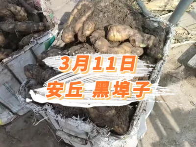 3月11日 安丘黑埠子价格行情 ()
