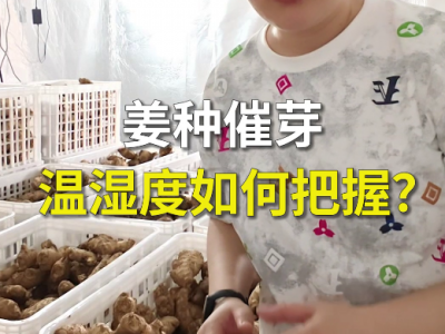 姜种催芽温湿度如何把握？ ()