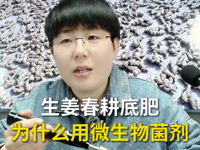 生姜春耕底肥为什么用微生物菌剂 ()