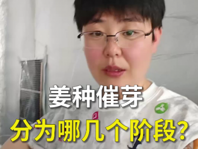 姜种催芽分为哪几个阶段？ ()