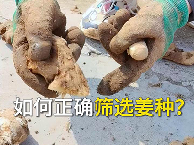 如何正确筛选姜种？ ()