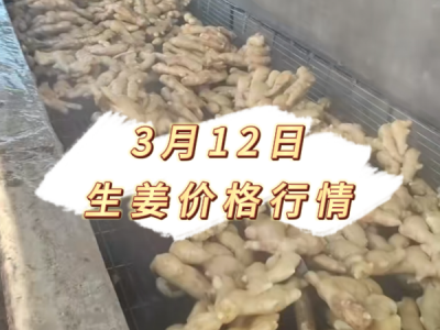 3月12日 生姜价格行情 ()