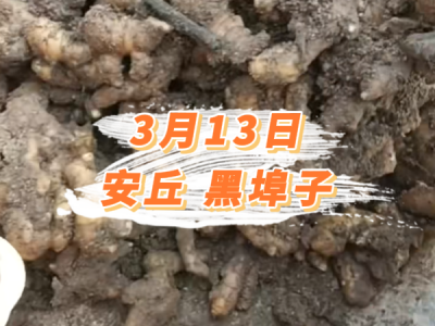 3月13日 安丘黑埠子价格行情 ()