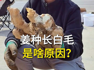 姜种长白毛是啥原因？ ()