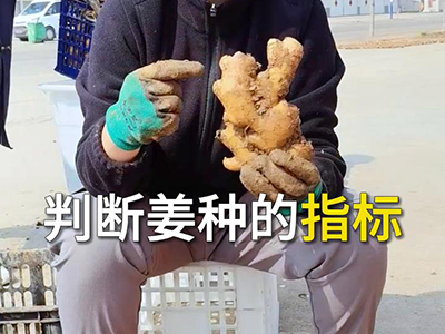 判断姜种的指标 ()