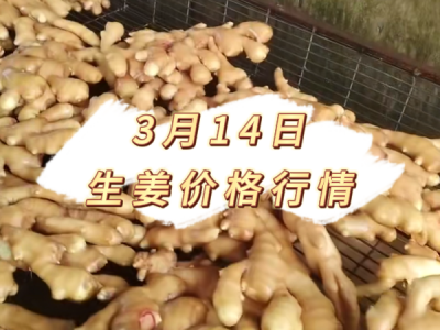 3月14日 生姜价格行情 ()