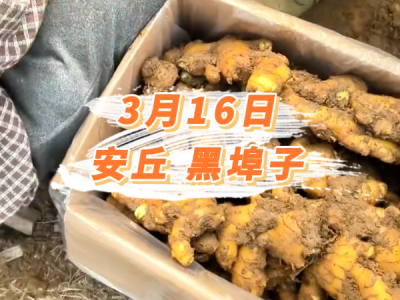 3月16日 安丘黑埠子价格行情 ()