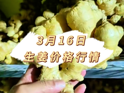 3月16日 生姜价格行情 ()