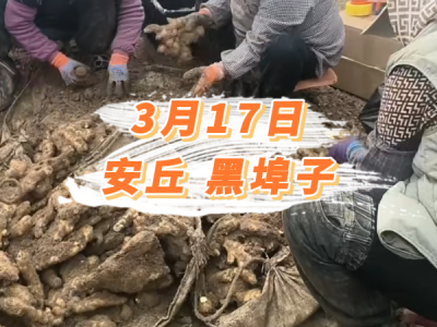 3月17日 安丘黑埠子价格行情 ()
