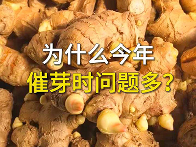 为什么今年催芽时问题多？ ()