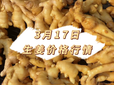 3月17日 生姜价格行情 ()