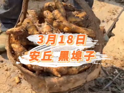3月18日 安丘黑埠子价格行情 ()