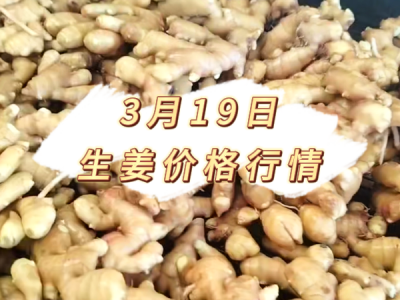 3月19日 生姜价格行情 ()