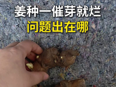 姜种一催芽就烂问题出在哪？