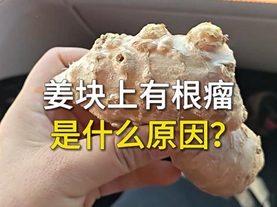 姜块上有根瘤是什么原因？ ()