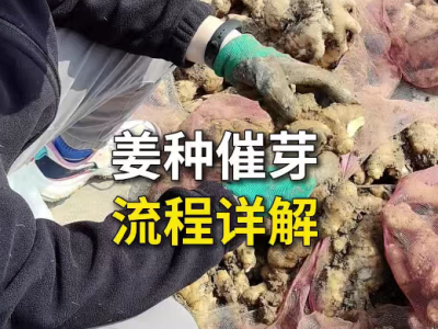 姜种催芽流程详解