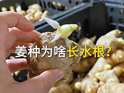 姜种为啥长水根？