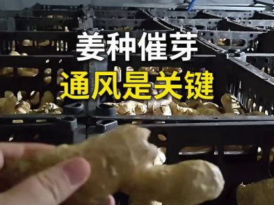 姜种催芽通风是关键 ()