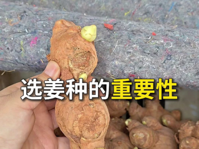 选姜种的重要性