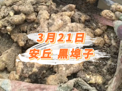 3月21日 安丘黑埠子价格行情 ()