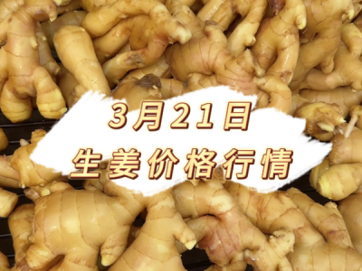 3月21日 生姜价格行情 ()
