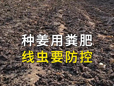 种姜用粪肥，线虫要防控 ()