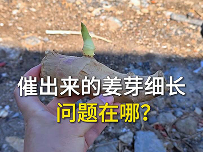 催出来的姜芽细长，问题在哪？ ()