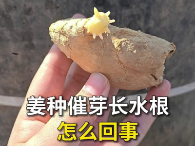 姜种催芽长水根怎么回事？ ()
