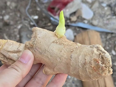 姜种催芽遮光这步别忽视 ()