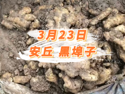 3月23日 安丘黑埠子价格行情 ()