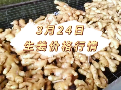 3月24日 生姜价格行情 ()