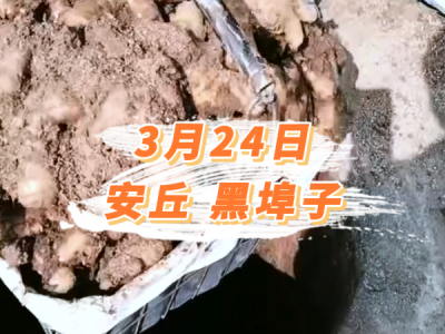 3月24日 安丘黑埠子价格行情 ()