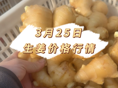 3月25日 生姜价格行情 ()