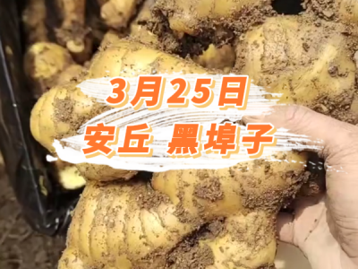 3月25日 安丘黑埠子价格行情 ()
