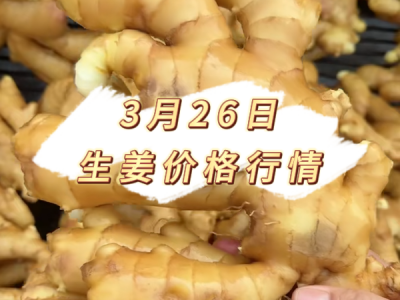 3月26日 生姜价格行情 ()