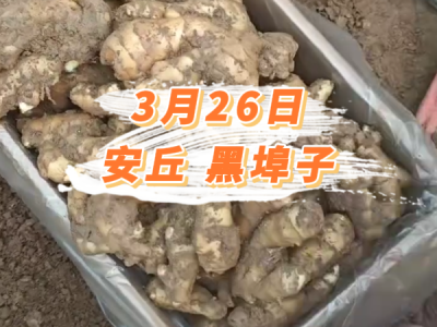 3月26日 安丘黑埠子价格行情 ()