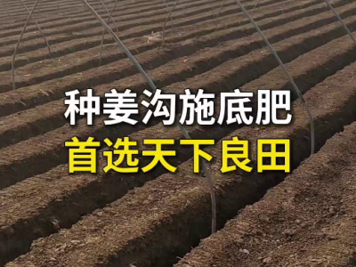 种姜沟施底肥 首选天下良田 ()