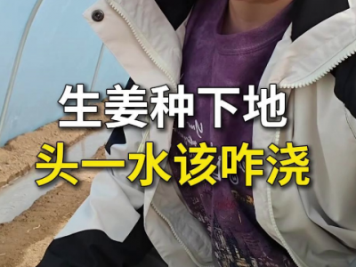 生姜种下地头一水该咋浇？ ()