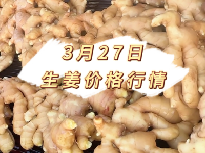 3月27日 生姜价格行情 ()