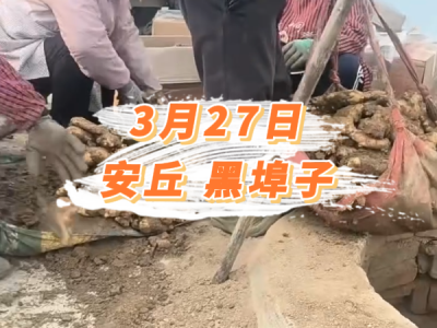 3月27日 安丘黑埠子价格行情 ()