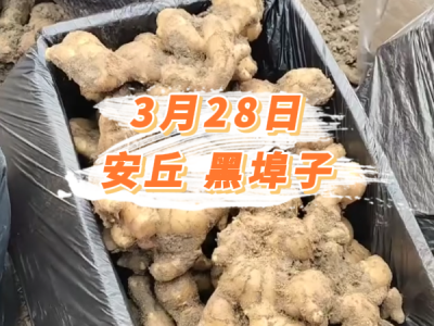 3月28日 安丘黑埠子价格行情 ()