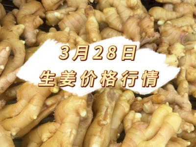 3月28日 生姜价格行情 ()