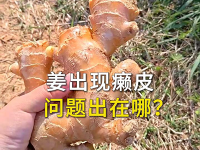 姜出现癞皮，问题出在哪？ ()