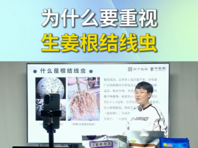 为什么要重视生姜根结线虫？ ()