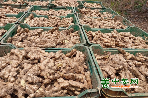 秘鲁新季生姜产量几何？ ()