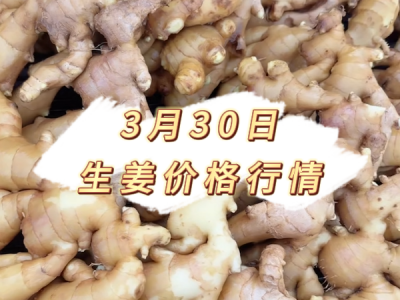 3月30日 生姜价格行情 ()