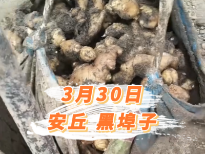 3月30日 安丘黑埠子价格行情 ()
